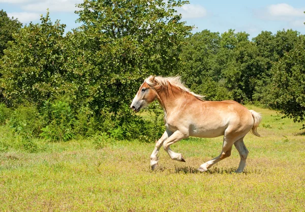 Великолепный бельгийский драфт-конь на мощном галопе — стоковое фото