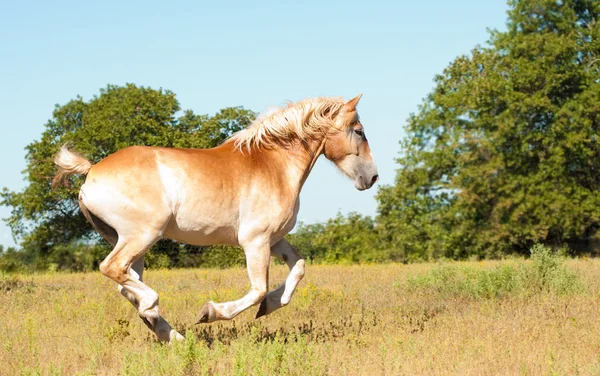 Красивая бельгийская лошадь скачет на пастбище — стоковое фото