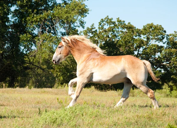 Bel cavallo belga Bozza galoppo attraverso pascolo — Foto Stock