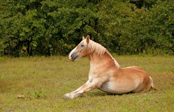 Koń belgijski projekt wstawanie po dobre rolki w trawie — Zdjęcie stockowe