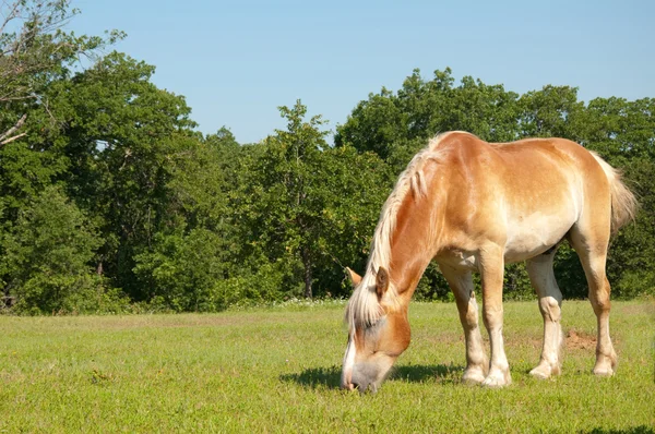 Бельгийская лошадь, пасущаяся на зеленом пастбище — стоковое фото