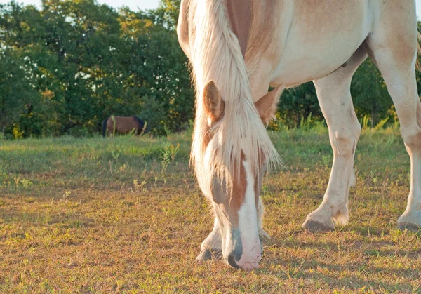Primo piano di un bel cavallo belga Draft pascolare al sole del mattino presto — Foto Stock