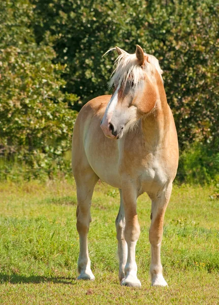ハンサムなベルギーのドラフト馬 — ストック写真