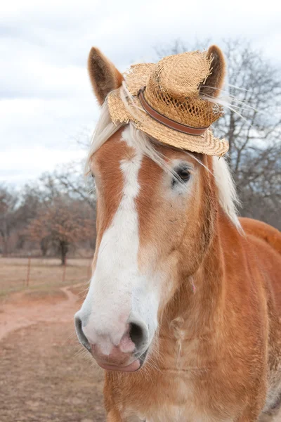 Belga Draft cavalo vestindo um cómico desgastado chapéu de palha — Fotografia de Stock