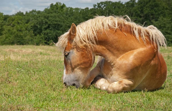 Ленивый бельгийский драфт-конь ест, лёжа на земле — стоковое фото