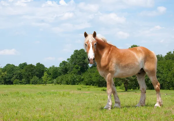 Красивая бельгийская лошадь смотрит на зрителя — стоковое фото