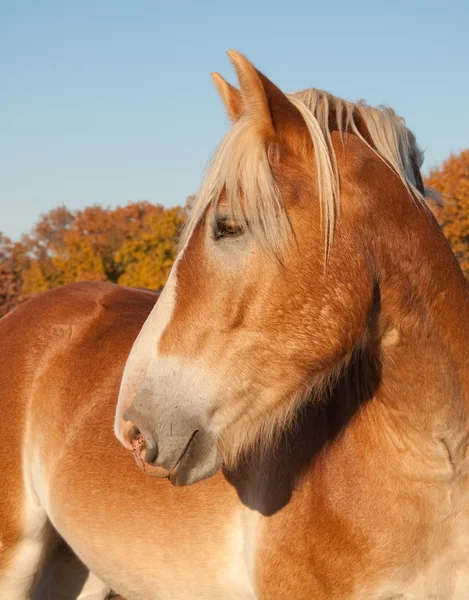 Красивая светловолосая бельгийская лошадь внимательно наблюдает — стоковое фото