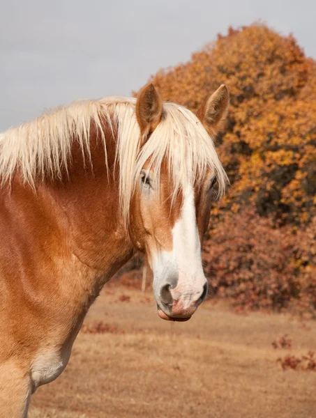 Belga caballo de tiro en el pasto contra los árboles de otoño —  Fotos de Stock