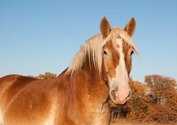 Belgian Draft horse against fall colored trees and clear blue sky — Stock Photo, Image