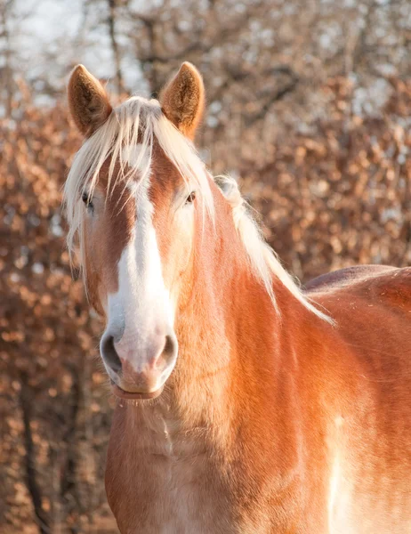 Красивая бельгийская лошадь наблюдает за зрителем — стоковое фото