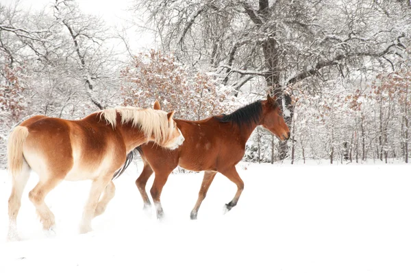 Бельгийская лошадь кусает другую лошадь в снегу — стоковое фото
