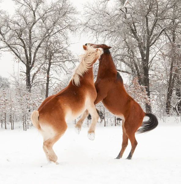 stock image Two horses playing in snow, rearing up