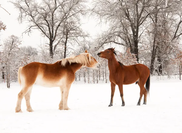 Две лошади играют в снегу — стоковое фото