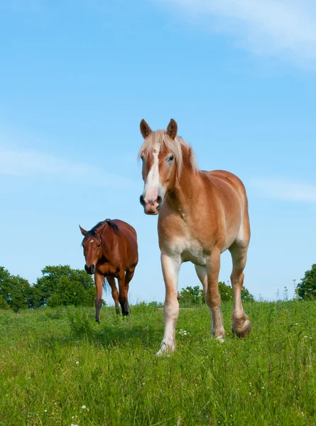 在郁郁葱葱的春季牧场的两匹马 — 图库照片
