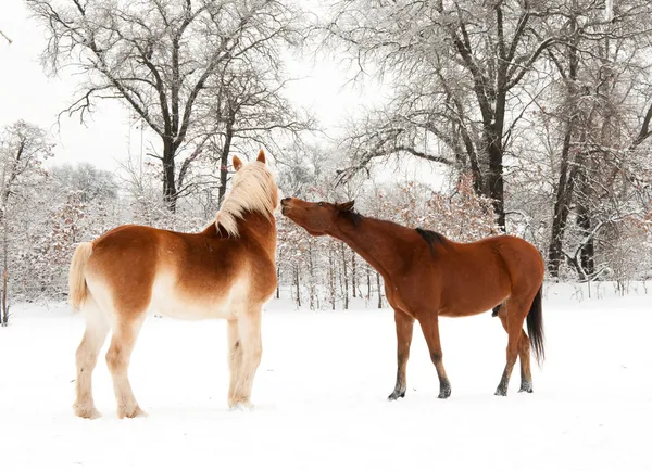 Dos caballos juegan peleando, mordiéndose en la nieve —  Fotos de Stock