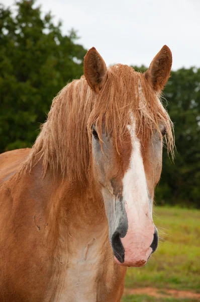 Бельгийская лошадь, покрытая красной грязью — стоковое фото