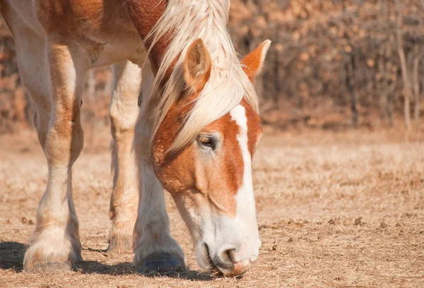 Close-up beeld van een prachtige blonde Belgische ontwerp paard knabbelen op gras — Stockfoto