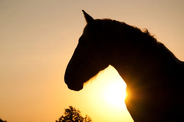 Υπέροχη προφίλ του ένα ισχυρό βελγικό σχέδιο άλογο — Φωτογραφία Αρχείου