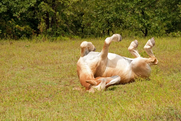 Belgisch trekpaard genieten van een goede rol in groen gras — Stockfoto