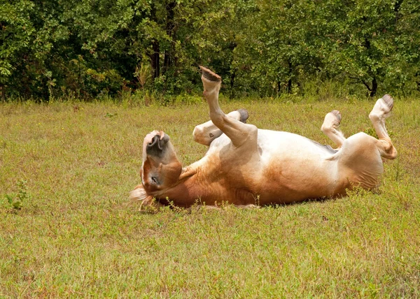 Бельгийская лошадь катится в зеленой траве — стоковое фото