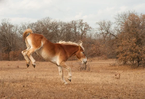 Belga tiro caballo bucking — Foto de Stock
