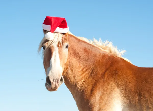 Imagem engraçada de um cavalo belga Draft usando um chapéu de Papai Noel — Fotografia de Stock
