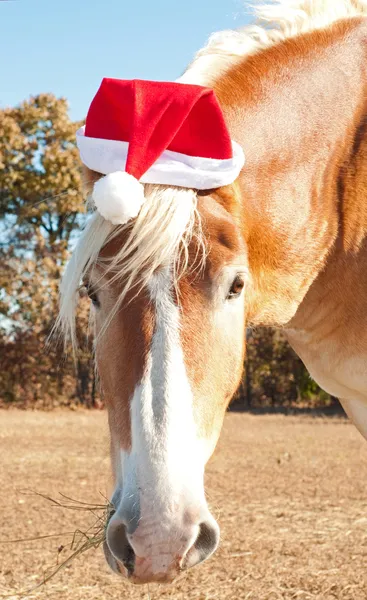 Gran ayudante enorme de Santa - un hermoso caballo rubio belga Draft — Foto de Stock
