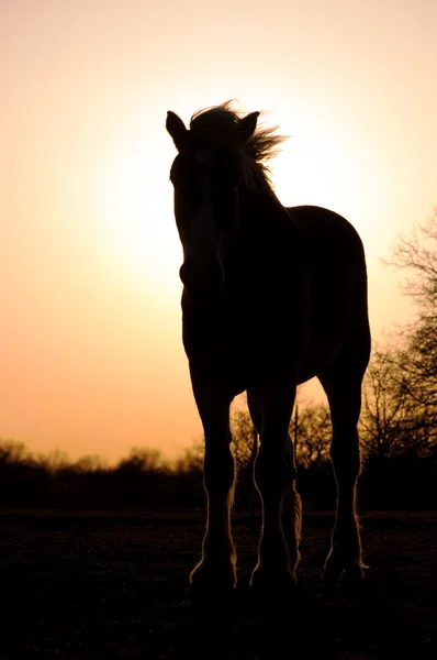 Силует Бельгійський робочий кінь проект проти Постановка сонце — стокове фото