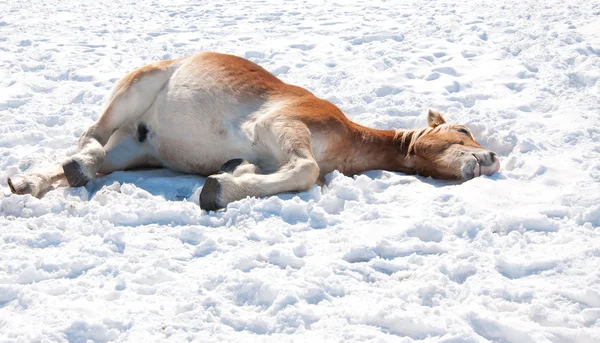 Бельгийская тягловая лошадь лежит в снегу — стоковое фото