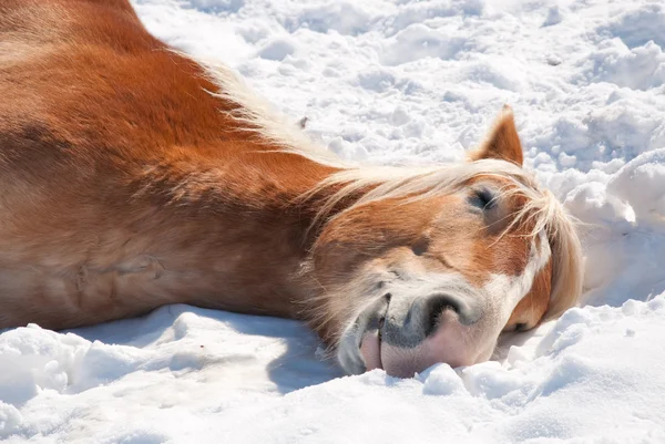 Belgisch trekpaard slapen in de sneeuw op een heldere winterdag — Stockfoto