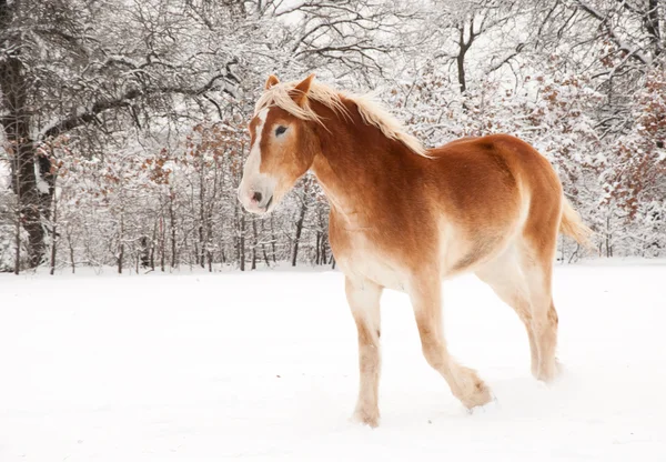 stock image Belgian Draft horse in snow