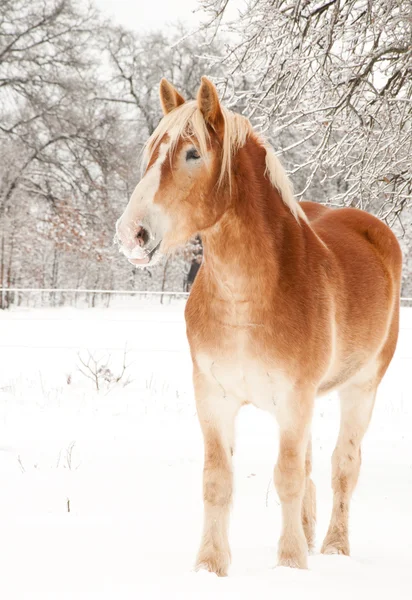 彼の唇に雪との冬にハンサムなベルギーのドラフト馬 — ストック写真