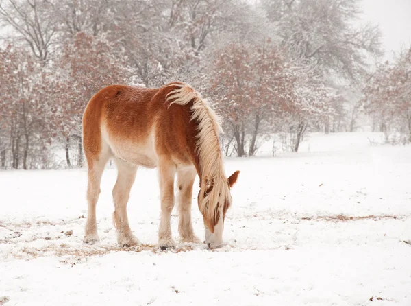 Ледяная бельгийская лошадь собирает сено в снегу — стоковое фото