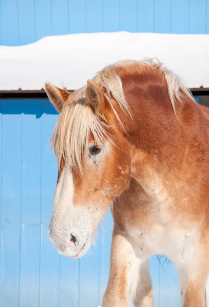 Blond Belgisch trekpaard tegen een blauwe schuur in de winter — Stockfoto