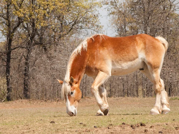 Belga Progetto cavallo rosicchiare su erba primavera emergente — Foto Stock
