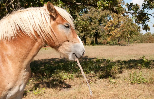 Ленивая бельгийская лошадь, несущая палку — стоковое фото