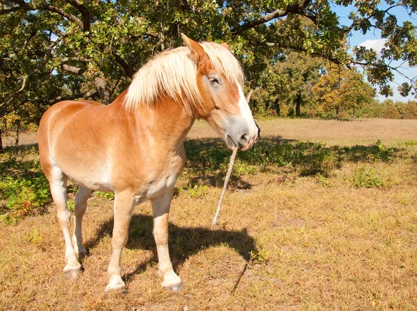 Funny image of a lazy blond Belgian Draft horse carrying a stick — Stock Photo, Image