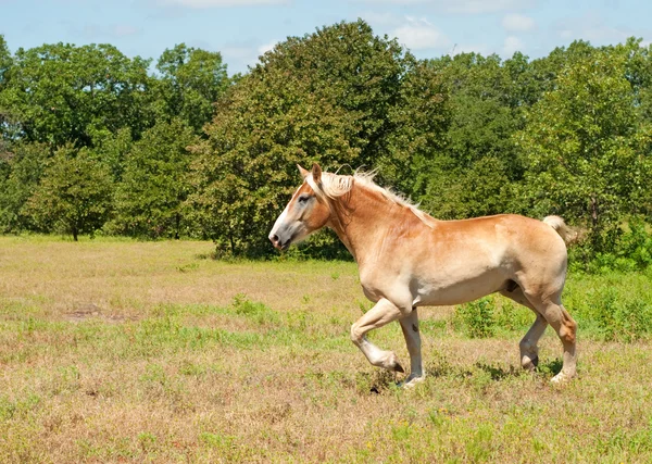 Grote Belgische trekpaard dravende over een veld — Stockfoto