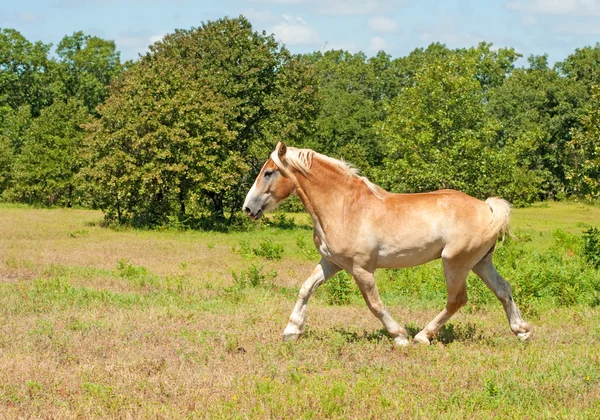 Belga Draft Cavalo em trote poderoso — Fotografia de Stock