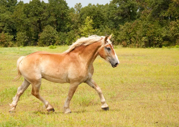 Belo cavalo belga Draft em um trote subida através do pasto — Fotografia de Stock