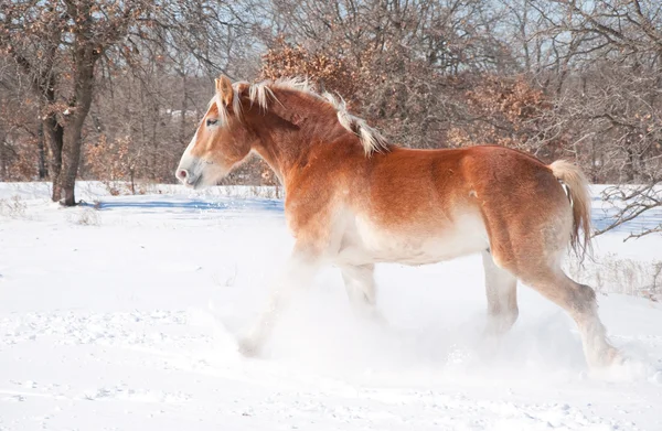 Linda loira belga Draft cavalo trote através da neve — Fotografia de Stock