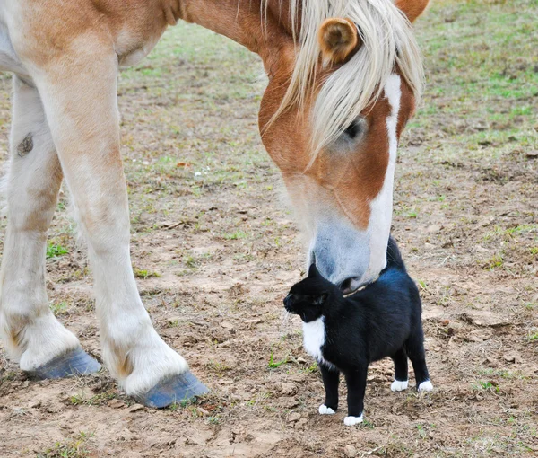 Big Belgian Draft horse nibbling on a kitty cat — Stock Photo, Image