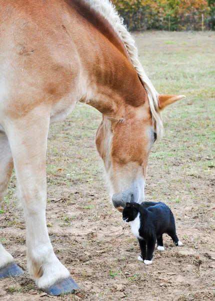 Большой бельгийский драфт-конь обнюхивает маленькую кошечку — стоковое фото