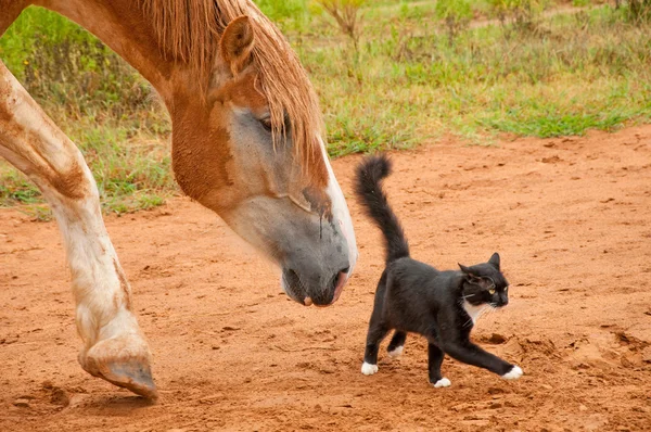 Belga tiro caballo siguiendo su pequeño negro y blanco gatito gato fri —  Fotos de Stock