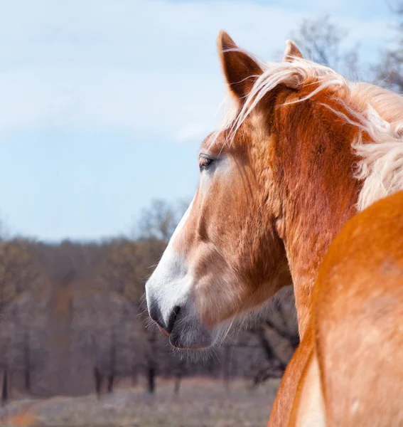 Бельгийский драфт-конь смотрит вдаль — стоковое фото