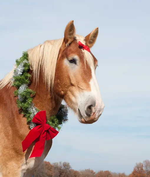 Beautiful blond Belgian Draft horse wearing a Christmas wreath — Stock Photo, Image