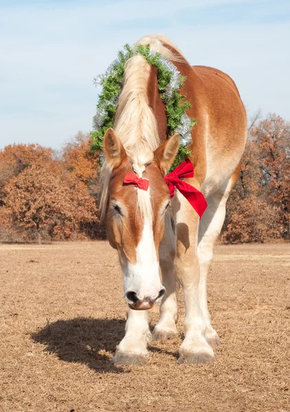 Belga guapo caballo de tiro en una corona de Navidad — Foto de Stock