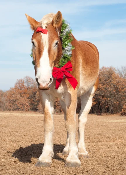 クリスマスの花輪を身に着けてハンサムなベルギーのドラフト馬 — ストック写真
