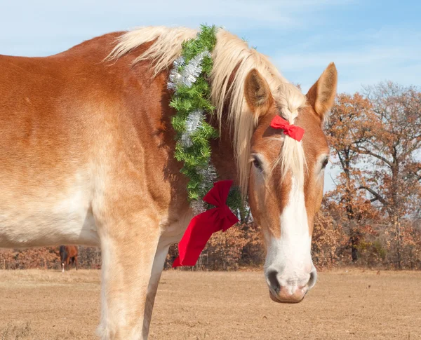 Adorável belga Draft cavalo usando uma grinalda de Natal — Fotografia de Stock