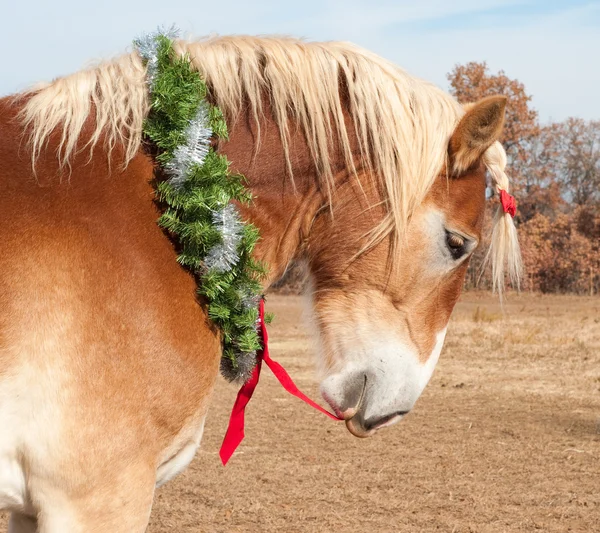 彼のクリスマスの花輪の赤い弓を引いているベルギーのドラフト馬 — ストック写真
